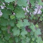 Ribes sanguineum Leaf