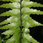 Asplenium polyodon Лист