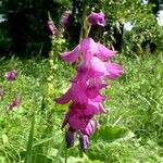 Gladiolus palustris Blüte