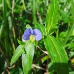 Commelina erectaÕis