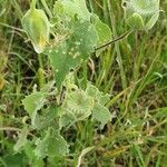 Abutilon grandiflorum Gyümölcs