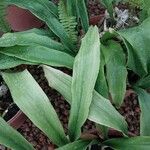 Aspidistra sichuanensis Hoja