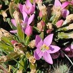 Centaurium littorale Квітка