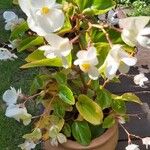 Begonia cucullata Flower