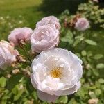 Rosa moschata Fleur