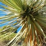 Yucca thompsoniana Foglia