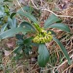 Daphne laureola Hoja