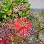 Lycoris radiata പുഷ്പം