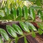 Zamioculcas zamiifoliaLeaf