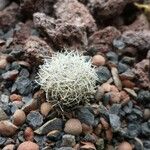 Escobaria sandbergii Flor