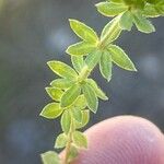 Sherardia arvensis Leaf