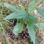 Hieracium sabaudum Leaf