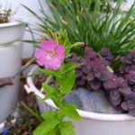 Epilobium hirsutumFlor