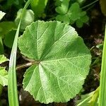 Malva pusilla Leaf