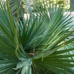 Sabal minor Leaf