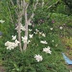 Filipendula vulgarisBlomma