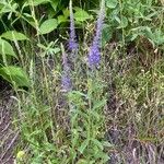 Veronica spicata ശീലം