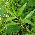 Valeriana angustifolia Blatt