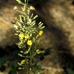 Lactuca hirsuta Flor