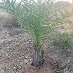 Phoenix canariensis Leaf