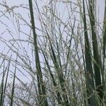 Panicum virgatum Flower