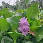 Pontederia crassipes Лист