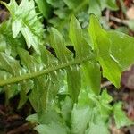 Aposeris foetida Leaf