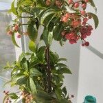 Ardisia crenataFruit