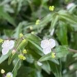 Gibasis geniculata Flower