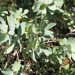 Protea nitida Blatt