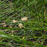 Eleocharis palustris Flower