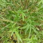 Cirsium vulgare 葉