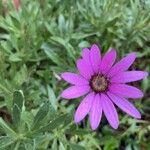 Dimorphotheca jucunda Çiçek