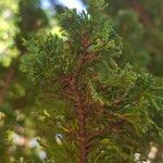 Chamaecyparis thyoides Leaf