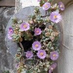 Lampranthus deltoidesFlower