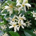 Trachelospermum jasminoides Blodyn