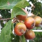 Malus domestica Fruit