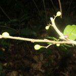 Cestrum microcalyx Ffrwyth