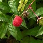 Rubus illecebrosus Fruit