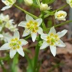 Toxicoscordion fremontii Flower