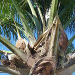 Attalea maripa Meyve