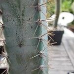 Cereus jamacaru Leaf