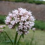 Valeriana officinalis花