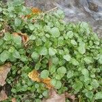 Nasturtium officinale Hábitos