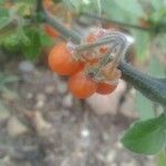 Solanum alatum Fruit