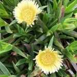 Carpobrotus edulisപുഷ്പം