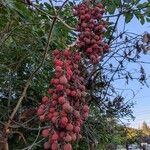 Arbutus menziesii Owoc