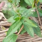 Cuphea racemosa Φύλλο