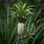 Ananas comosus 果