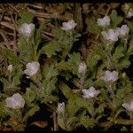 Nemophila spatulata Celota